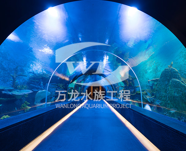 海洋馆如何选择合适的鱼类？
